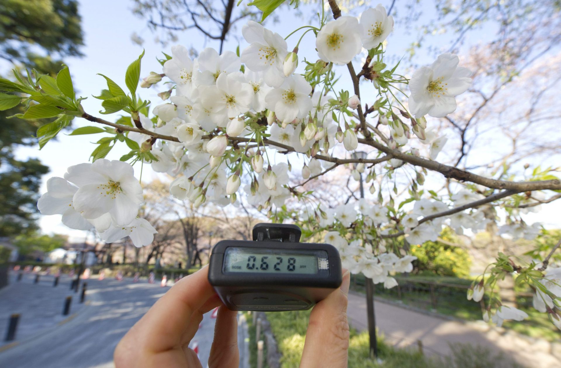 Recurso de archivo. Un medidor de radiación muestra el índice de contaminación en un cerezo en flor en una foto de abril de 2011, tras el desastre nuclear de Fukushima (Japón).