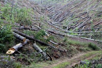 Foto archivo de pinos talados para controlar la plaga del gorgojo descortezador. EFE/Gustavo Amador