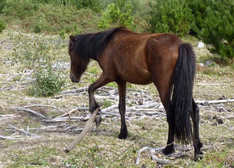 Un caballo con un cepo en una foto cedida por Libera