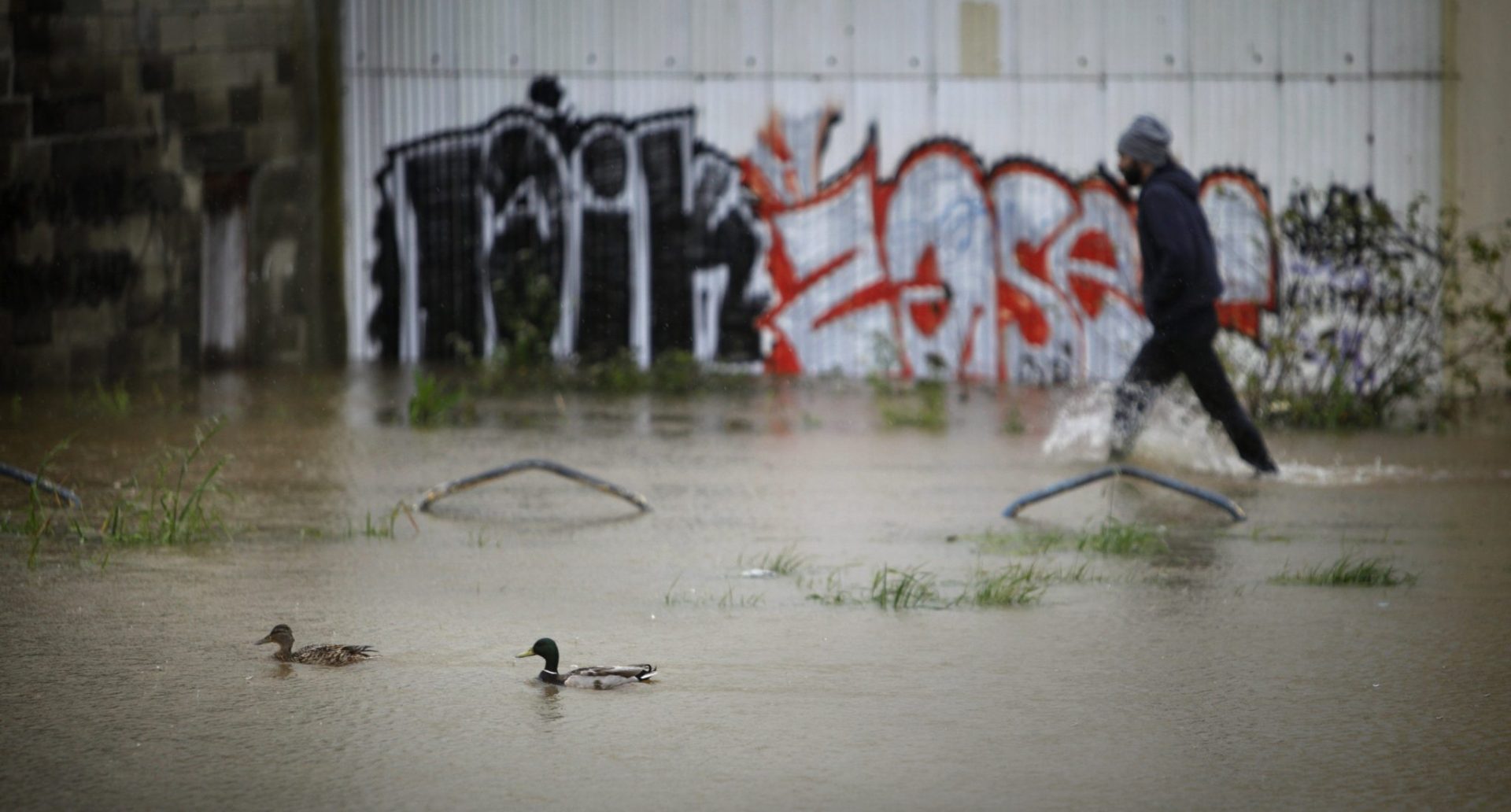Dos patos nadan en una inundada calle de Sada (Coruña) en marzo de 2016.