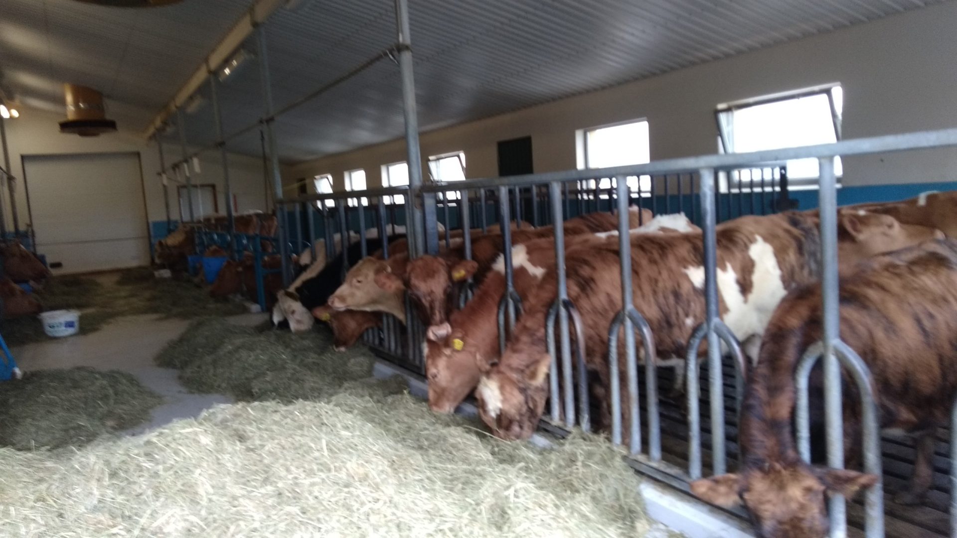 política alimentaria verde