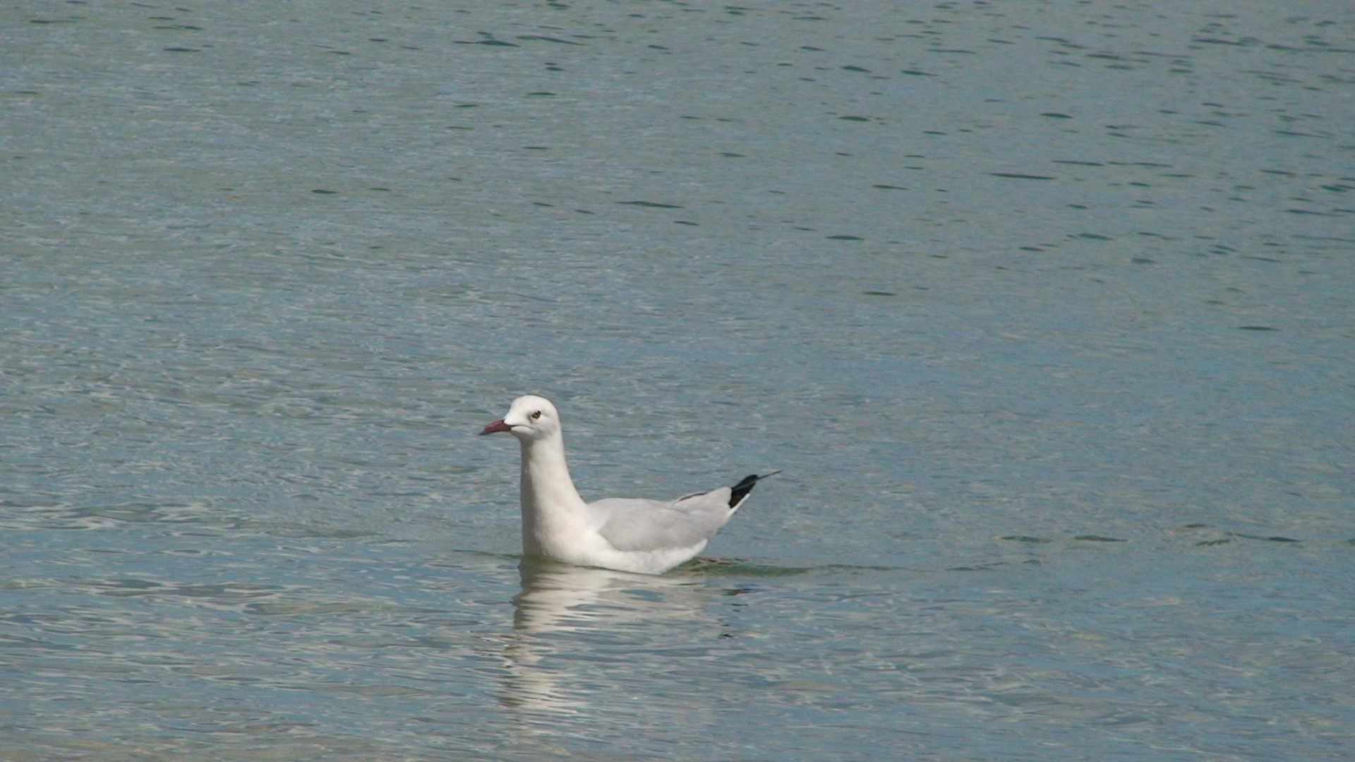 Una gaviota descansa sobre el mar.
