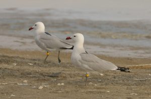 gaviota de Audouin