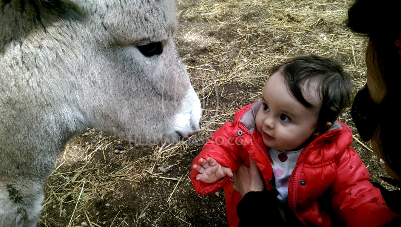 burro