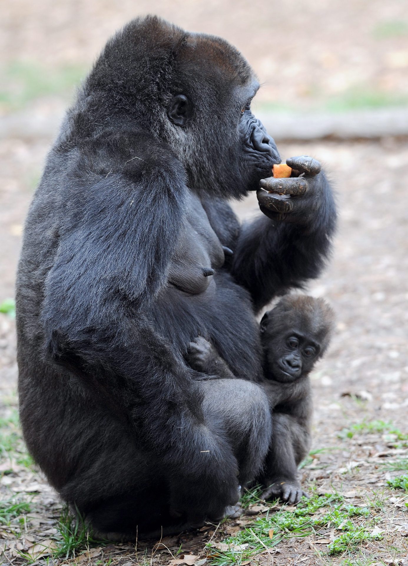 Un gorila come fruta en el Parque Nacional de Virunga en la República Democrática del Congo. 