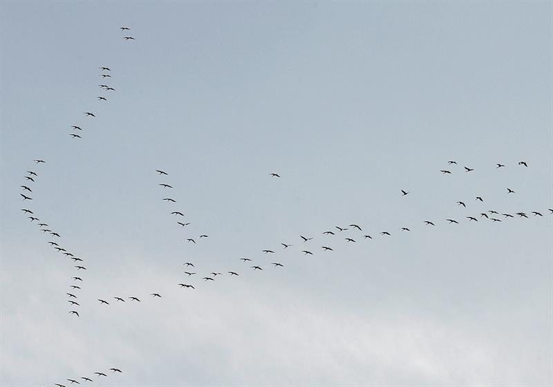 Las grullas volando en forma de uve