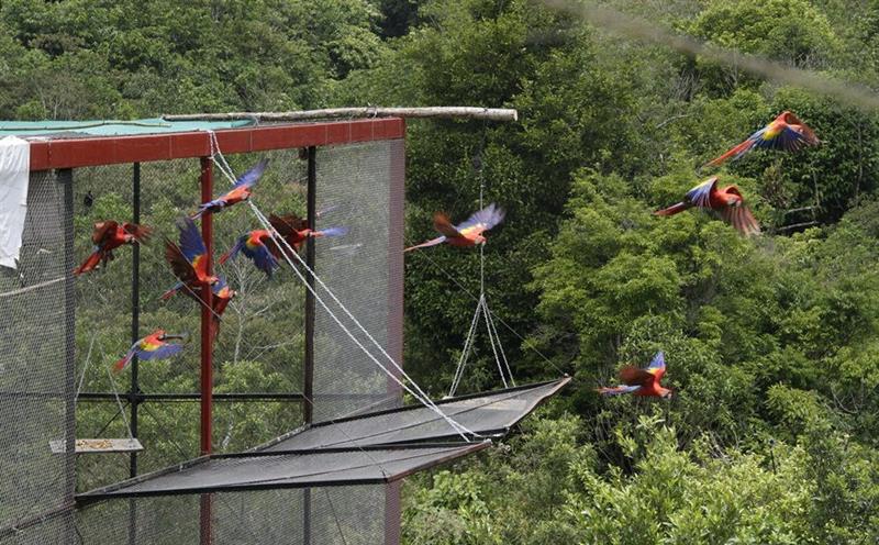 LOS TUXTLAS (MÉXICO), 17/06/2014.- Fotografía cedida por el Gobierno de Veracruz de la liberación de veintisiete guacamayas rojas en la reserva "La Otra Opción" de la región de Los Tuxtlas, en el oriental estado mexicano de Veracruz, como parte del programa de reintroducción de esta especie a sus hábitats originales en México. EFE/Gobierno de Veracruz.EFE/SOLO USO EDITORIAL