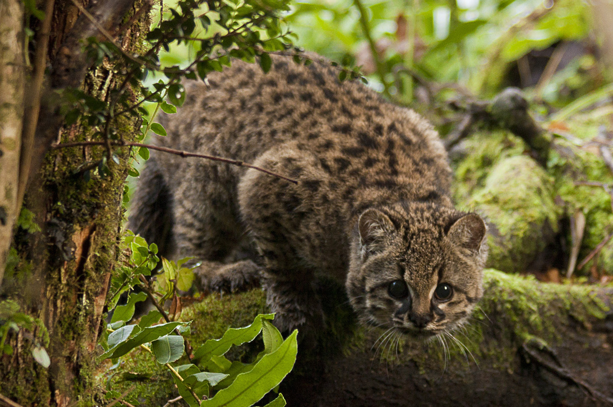 felinos Latinoamerica.