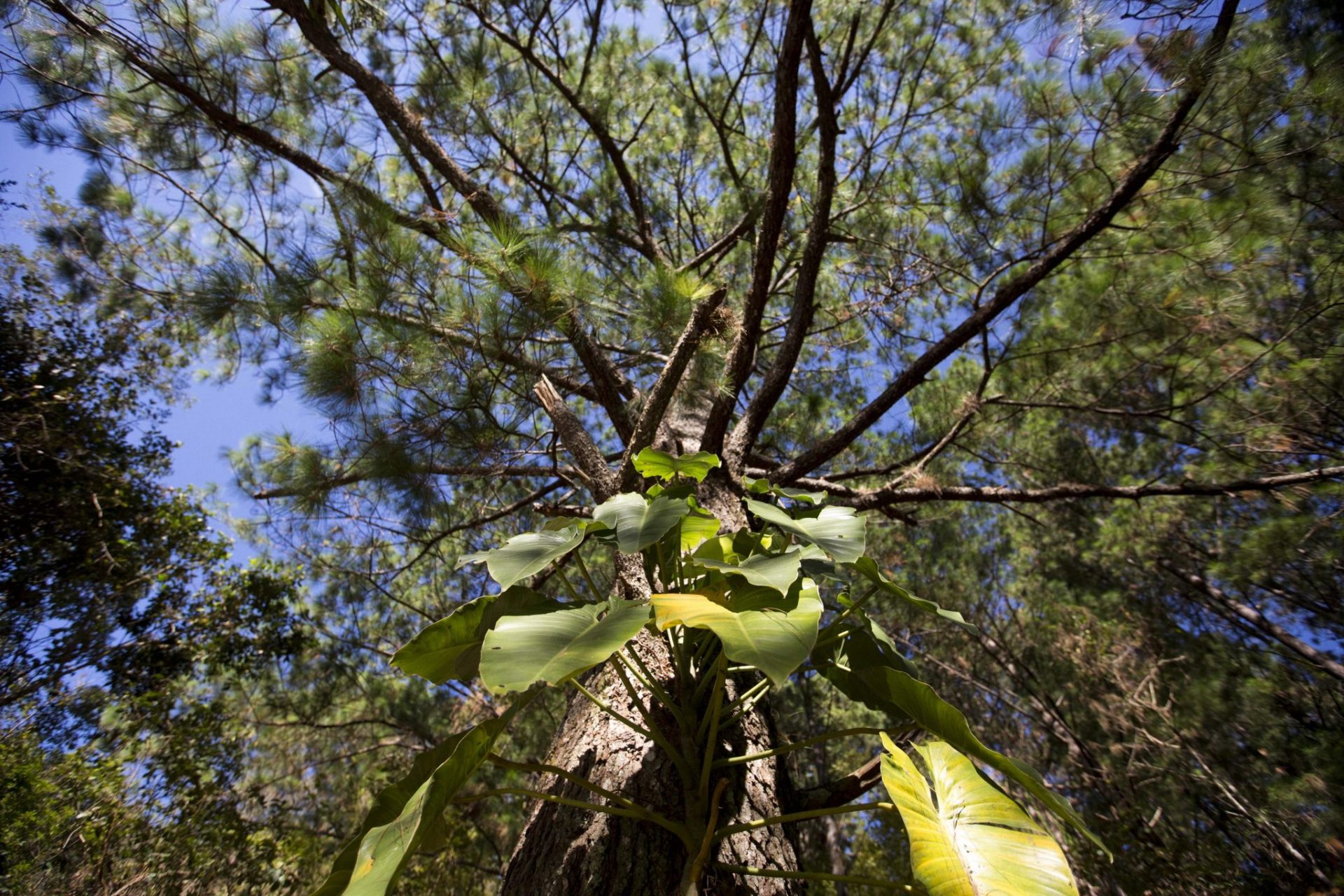  Foto de un árbol en el Parque Nacional Celaque, en Gracias (Honduras). El Parque Nacional Celaque, uno de los principales pulmones de oxígeno que tiene el occidente de Honduras y es parte de la cultura de la etnia lenca, tiene entre sus mejores aliados a la Cooperación Española, que lo promueve como destino turístico y área protegida. EFE/Gustavo Amador
