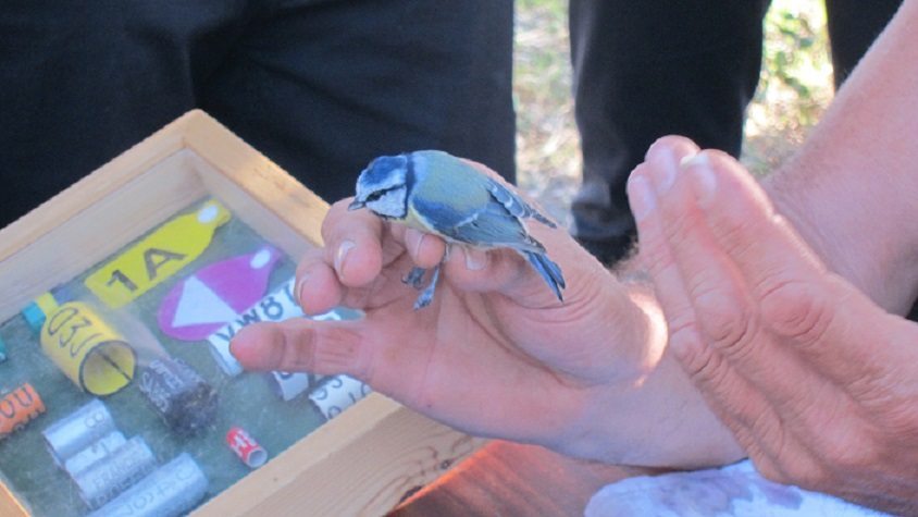 Herrerillo Herrerillo