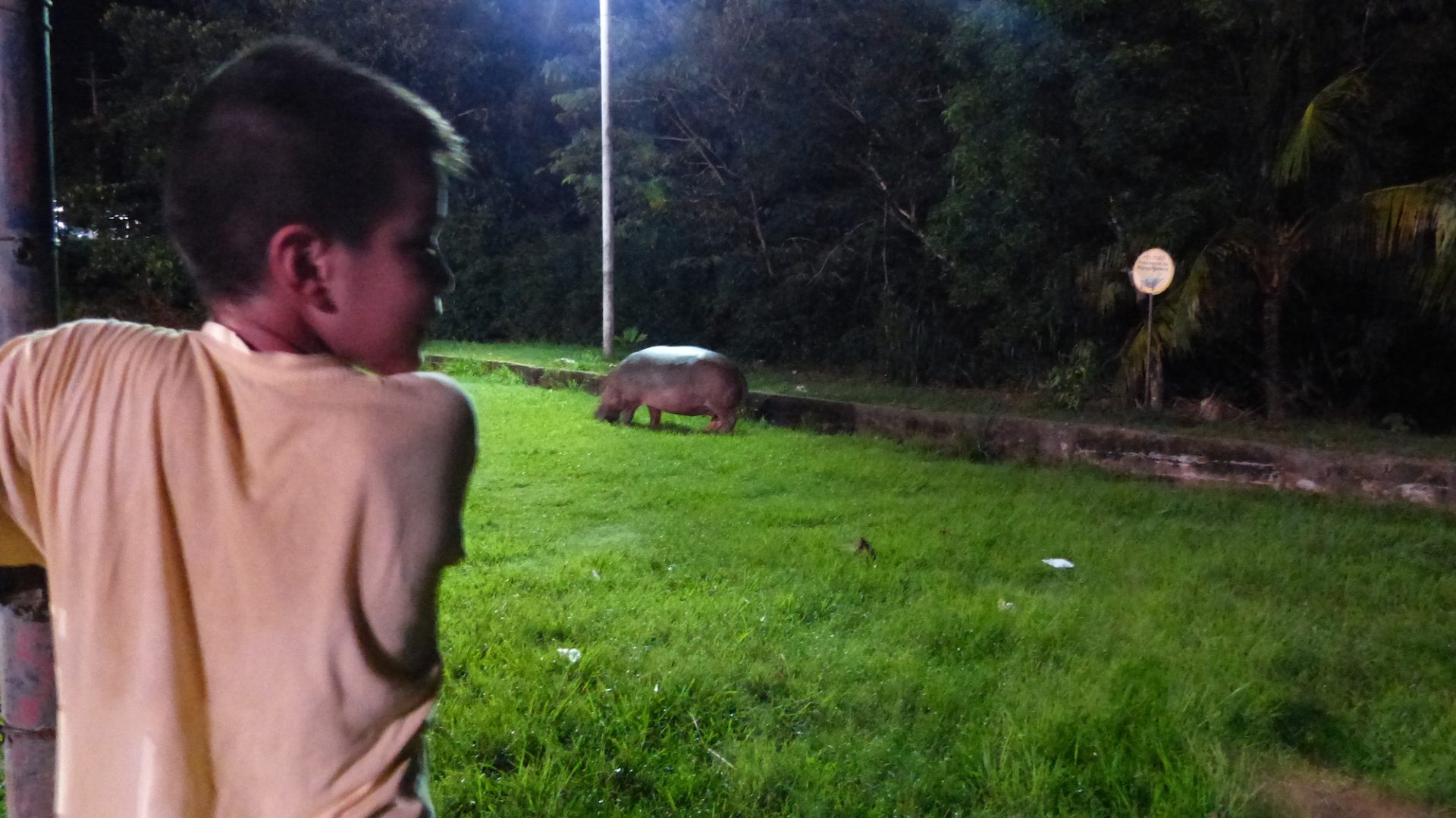 Hipopótamos en Colombia. En varios municipios del Magdalena medio ya es común convivir con los hipopótamos. Foto: Juan F. Reatiga.