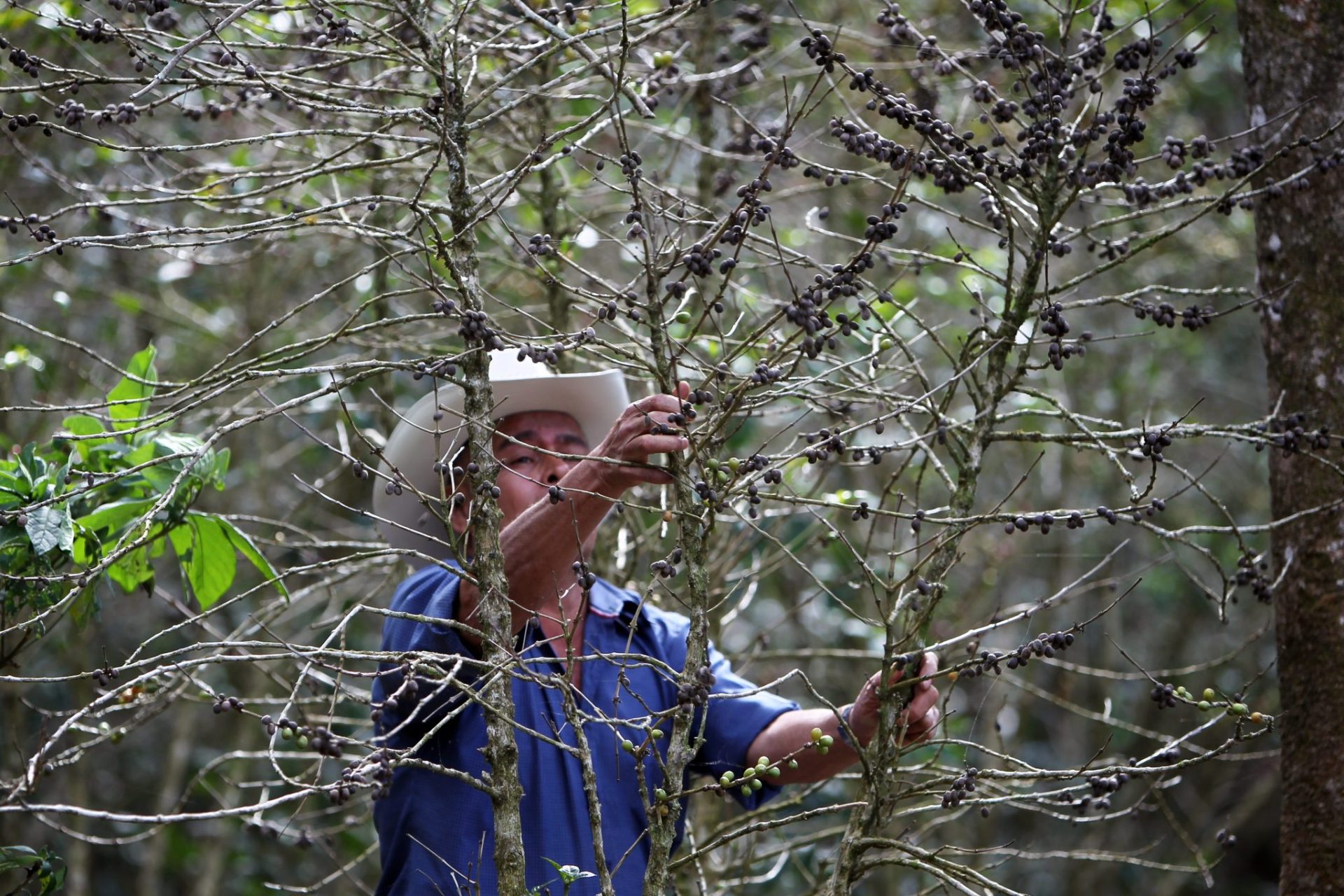 Un productor de cafe hondureño poda una árbol de café.