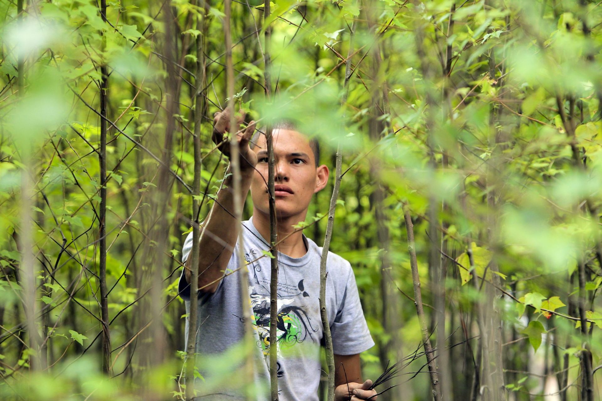 Un joven en un vivero de liquidambar en el parque las Naciones Unidas en Tegucigalpa.