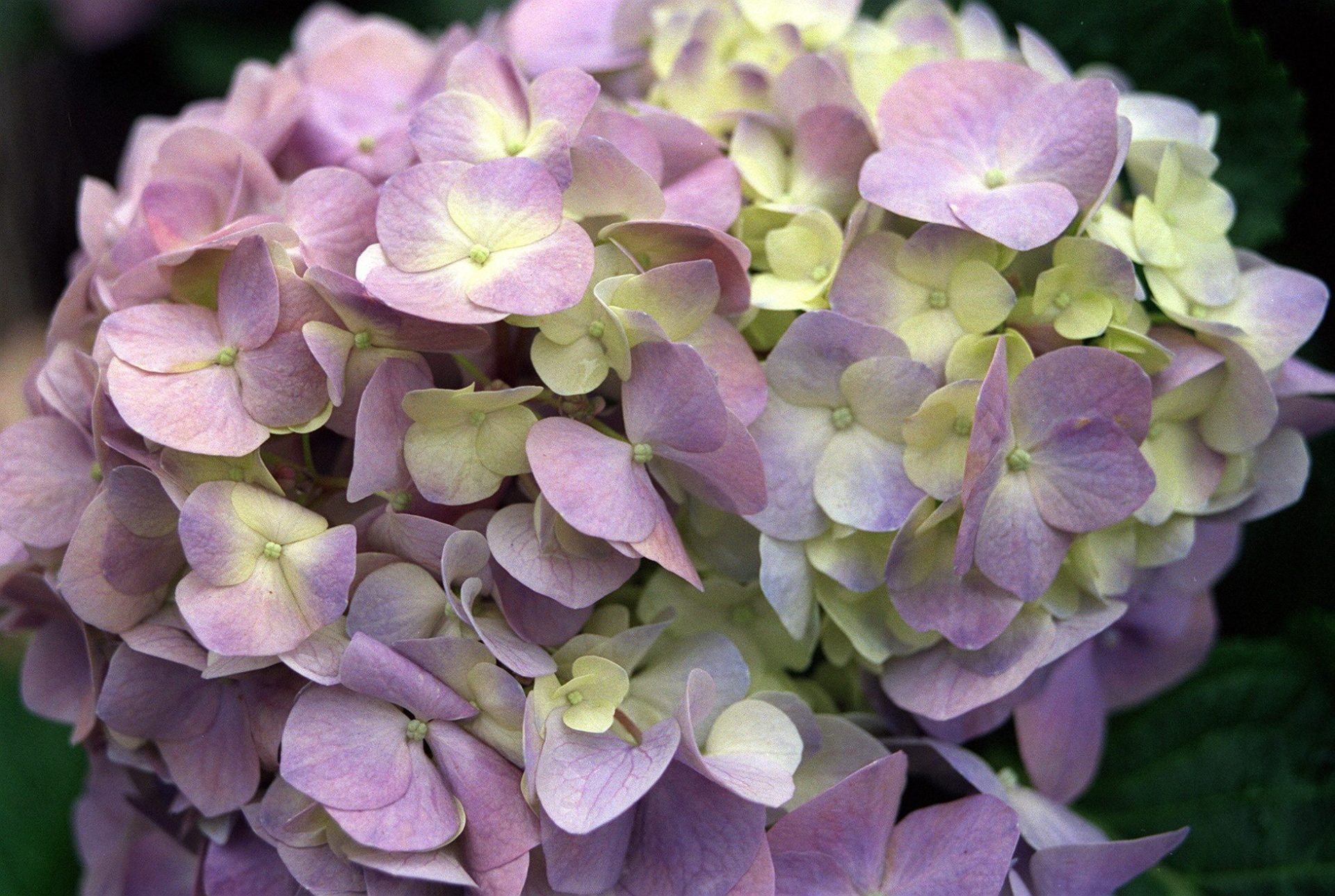 Una hortensia malva, una de las atracciones de Madeira.
