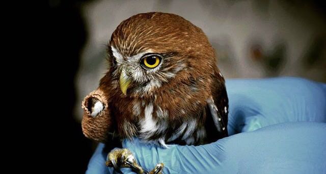Imagen: Codeff (BirdLife Chile)
