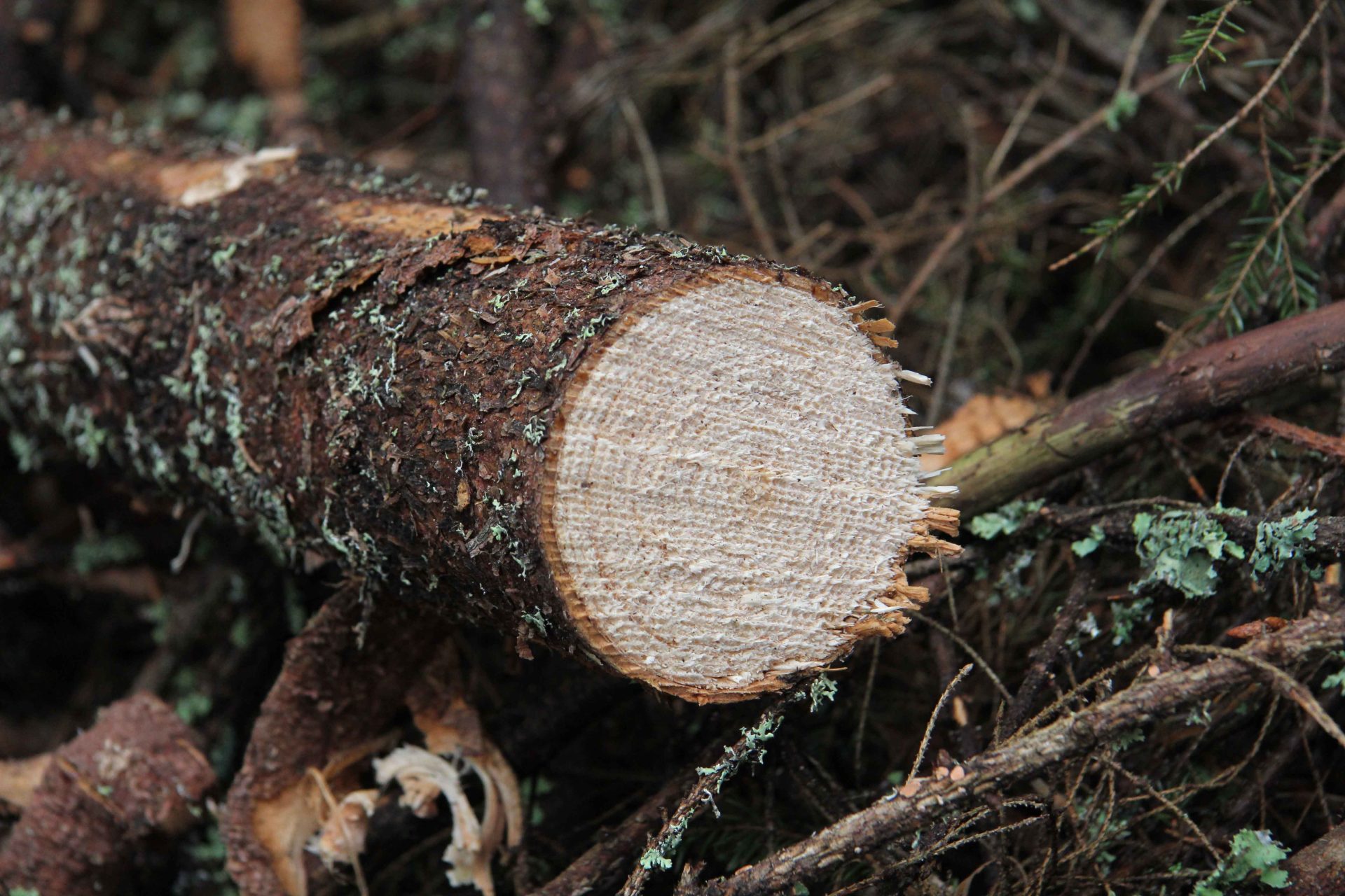 Un tronco de árbol talado en los bosques de Suecia. Foto: Rubén Martínez