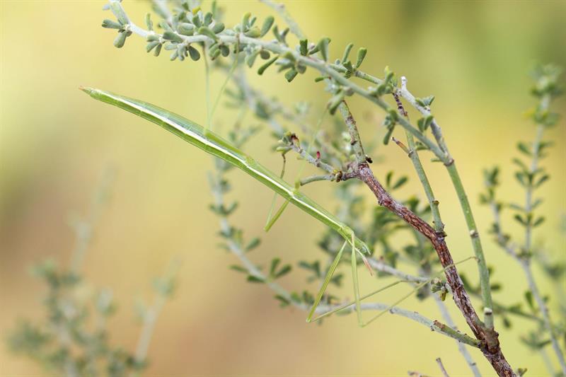 El único hábitat conocido en el mundo de la especie de insecto "Pijnackeria barbarae" se encuentra en Sierra Espuña, donde se han descubierto poblaciones por distintas zonas en las que existen arbustos de escobón, su principal fuente de alimento. Durante los meses de primavera y verano los arbustos de escobón o bocha (Dorycnium pentaphyllum) albergan estos insectos en forma de rama, que pasan los días inmóviles para no ser vistos por los depredadores. "Pijnackeria barbarae" es una de las 13 especies de fásmidos que se conocen en la península ibérica, comúnmente denominados 'insectos palo'. EFE/Pablo Valero Riquelme