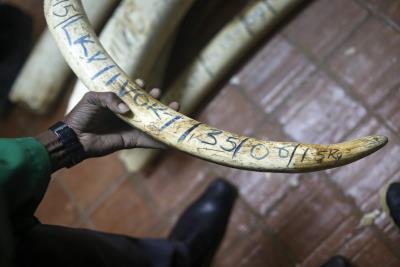 Kenya.- Foto archivo colmillos de marfil decomisados.EPA/DAI KUROKAWA