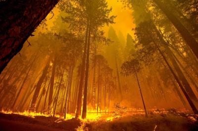 Las llamas queman el bosque cerca de Groveland, en el Parque nacional Yosemite (California), en agosto de 2013.