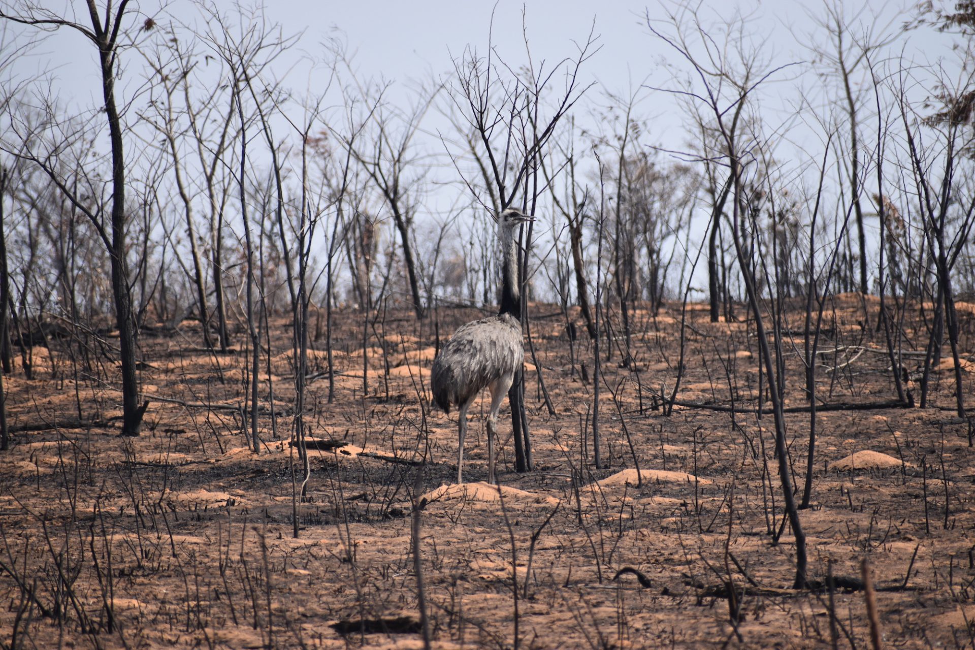 Zona devastada en Ñembi Guasu. Foto: Nativa