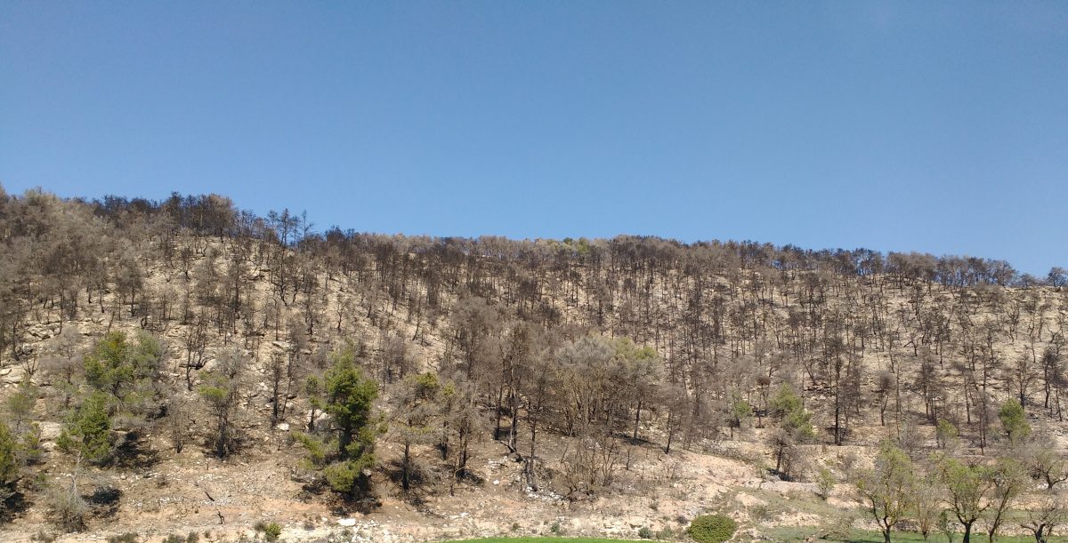 Incendios investigación