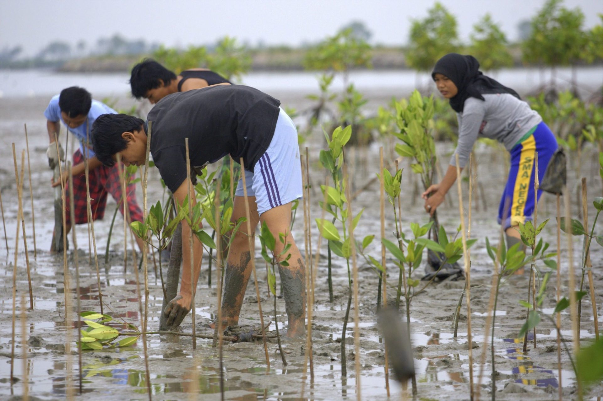 replantación en un manglar indonesio