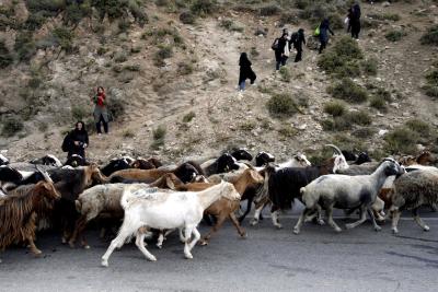 Ganado en el monte Damavand, al noreste de Irán.