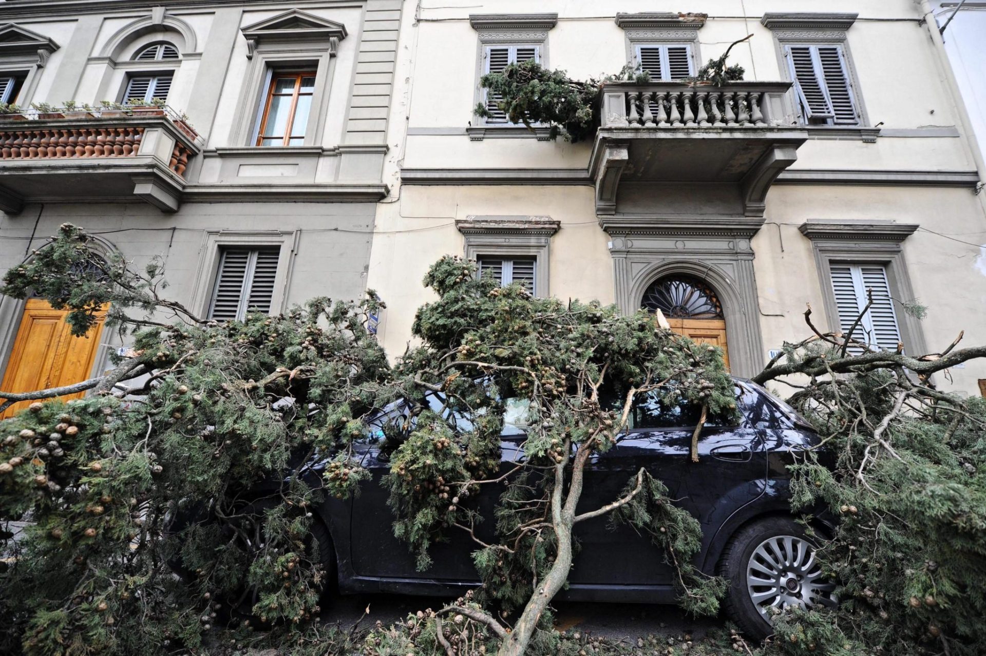 El viento provoca la caída de un árbol en Florencia.