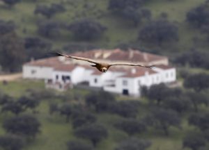 Los espacios incluidos en la Red Natura 2000 van a tener carácter prioritario para acceder a los principales instrumentos financieros de la Unión Europea, como los fondos de política regional, los de desarrollo rural, los proyectos Life o las ayudas de la PAC. En la foto, un buitre leonado vuela en el Parque Nacional de Monfragüe, un espacio incluido en la Red Natura y declarado además por la UNESCO, junto a las dehesas que lo circundan, Reserva de la Biosfera. Foto: J.J. Guillén (EFE)