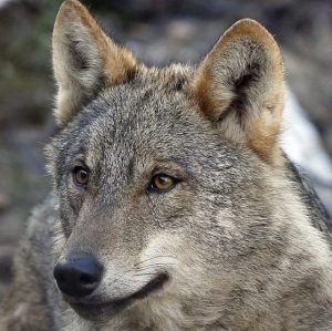 Un ejemplar de lobo ibérico en la Sierra de la Culebra. EFE/J.J. Guillén
