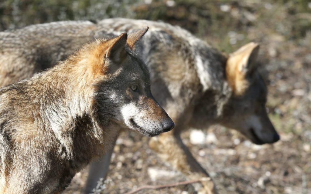 lobo especie cinegética