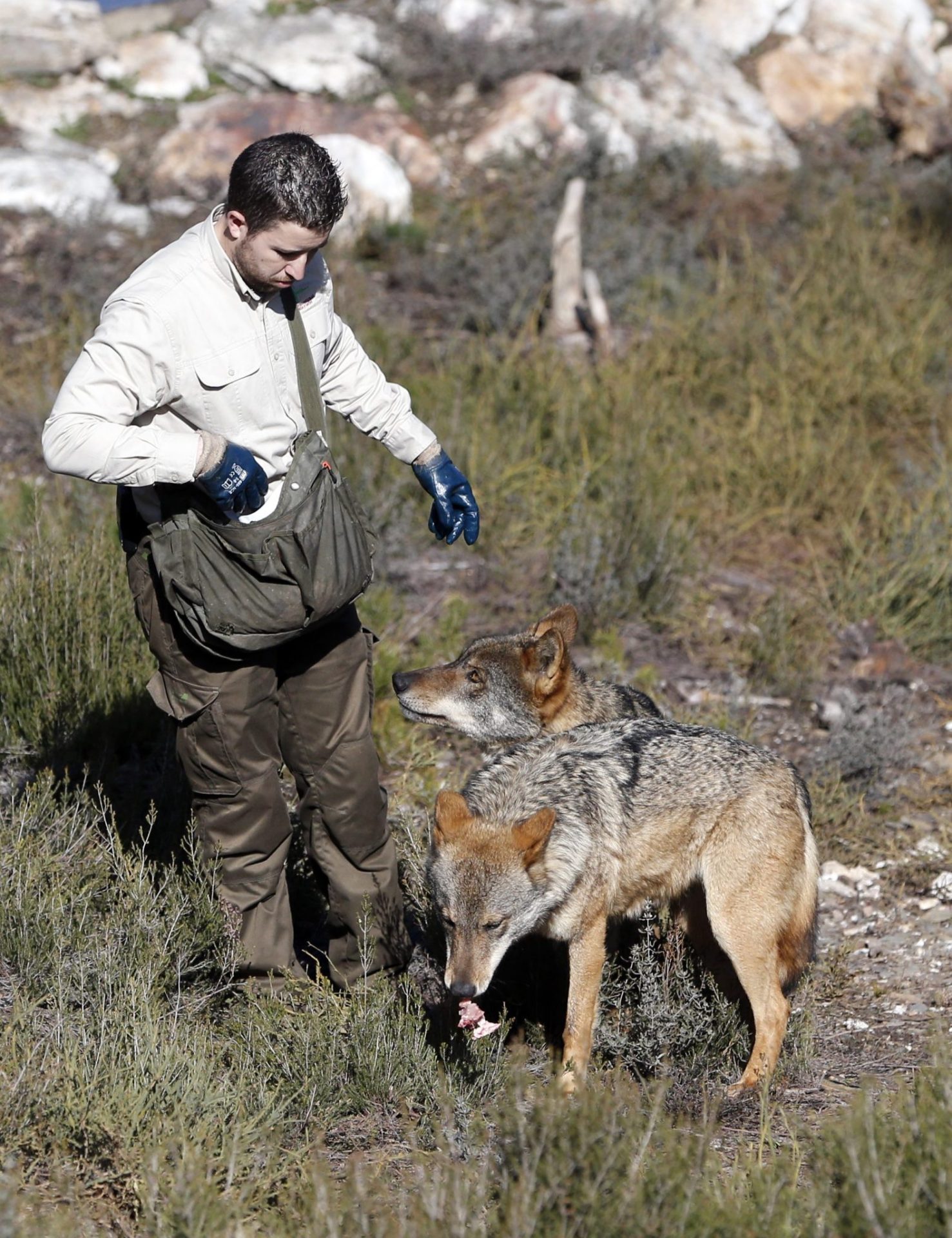 Un técnico del Centro del Lobo Ibérico hace una demostración del manejo de la especie. EFE/J.J. Guillén