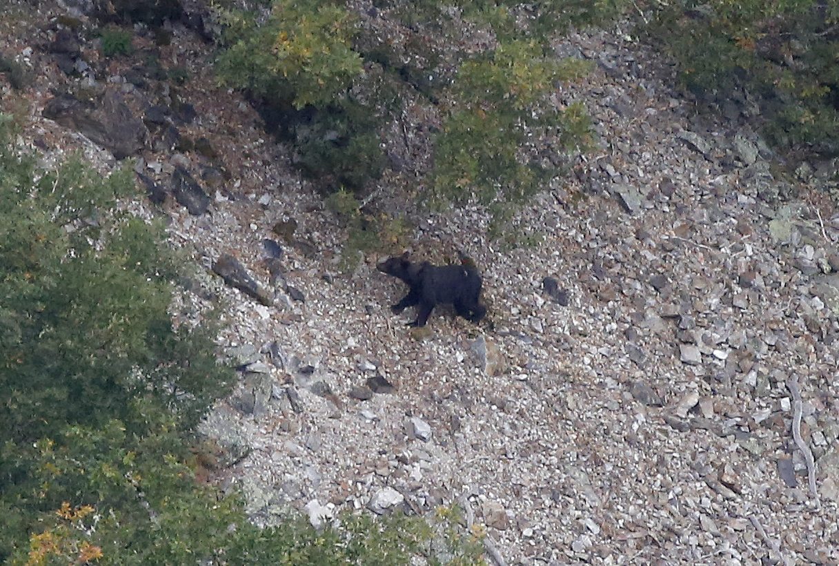 Ejemplar de oso pardo en la comarca del Narcea (Asturias). Foto: JJ Guillén (EFE)
