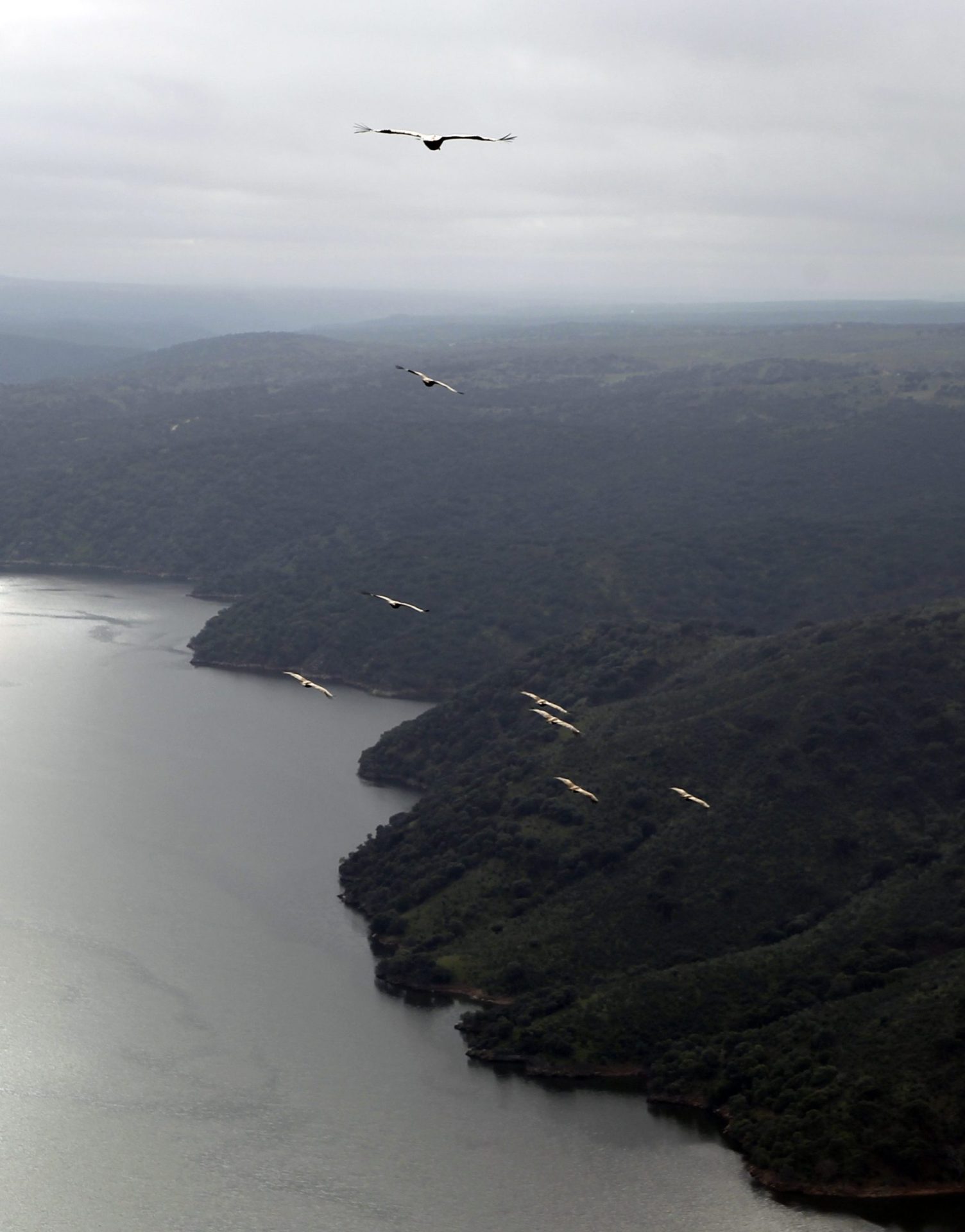 Buitres en el Parque Nacional de Monfragüe, un espacio integrado en la Red Natura 2000. Foto: J.J. Guillén (EFE)