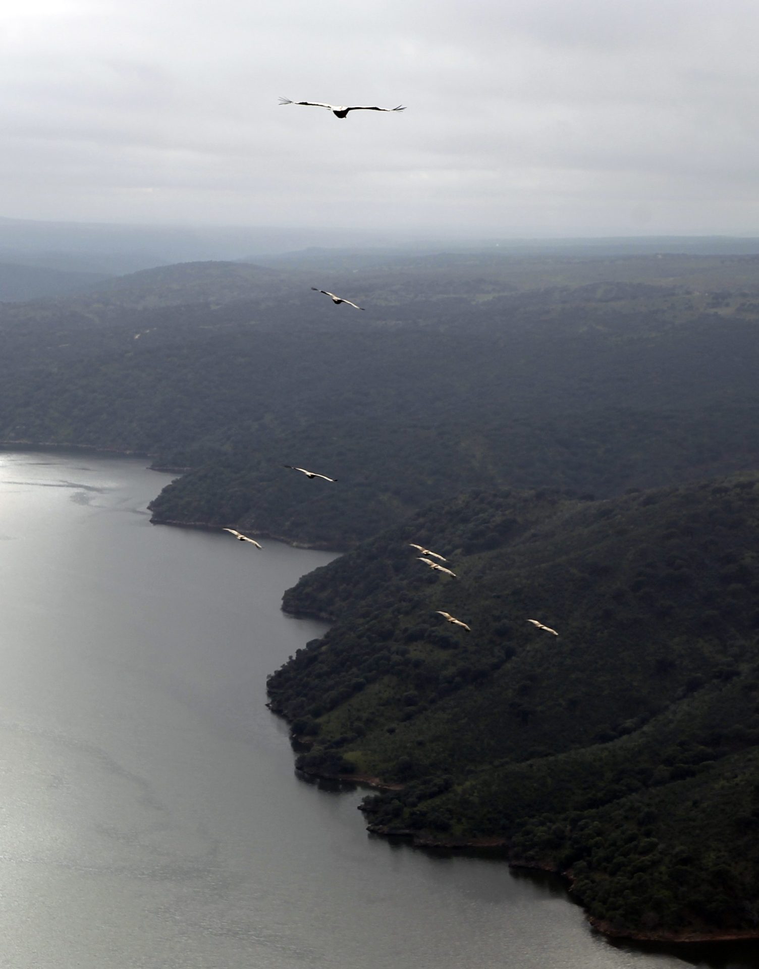 Buitres en el Parque Nacional de Monfragüe, un espacio integrado en la Red Natura 2000. Foto: J.J. Guillén (EFE)