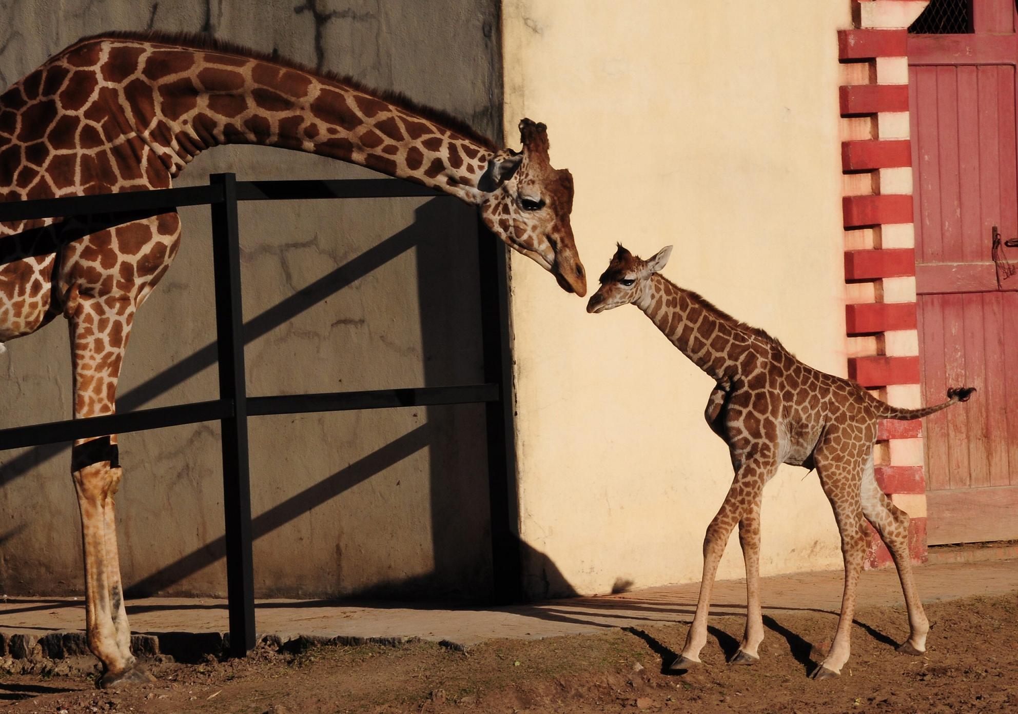 Imagen de la jirafa recién nacida del Zoo de Madrid.