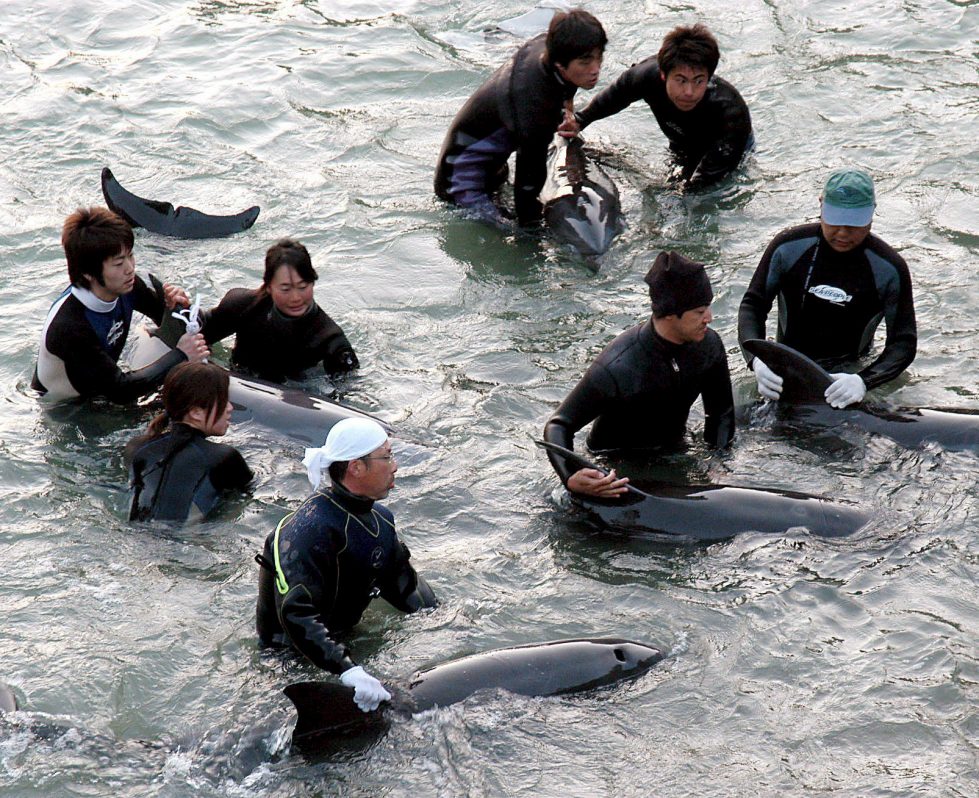 Aumenta la venta de delfines del polémico pueblo nipón de Taiji, pese a su prohibición.