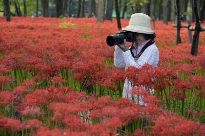 Una mujer fotografía un campo de flores del infierno (Lycoris radiata) en el parque de Kinchakuda en Hidaka