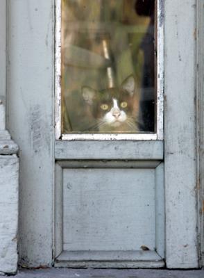 Un gato observa a través del cristal de una puerta tras el paso del huracán.