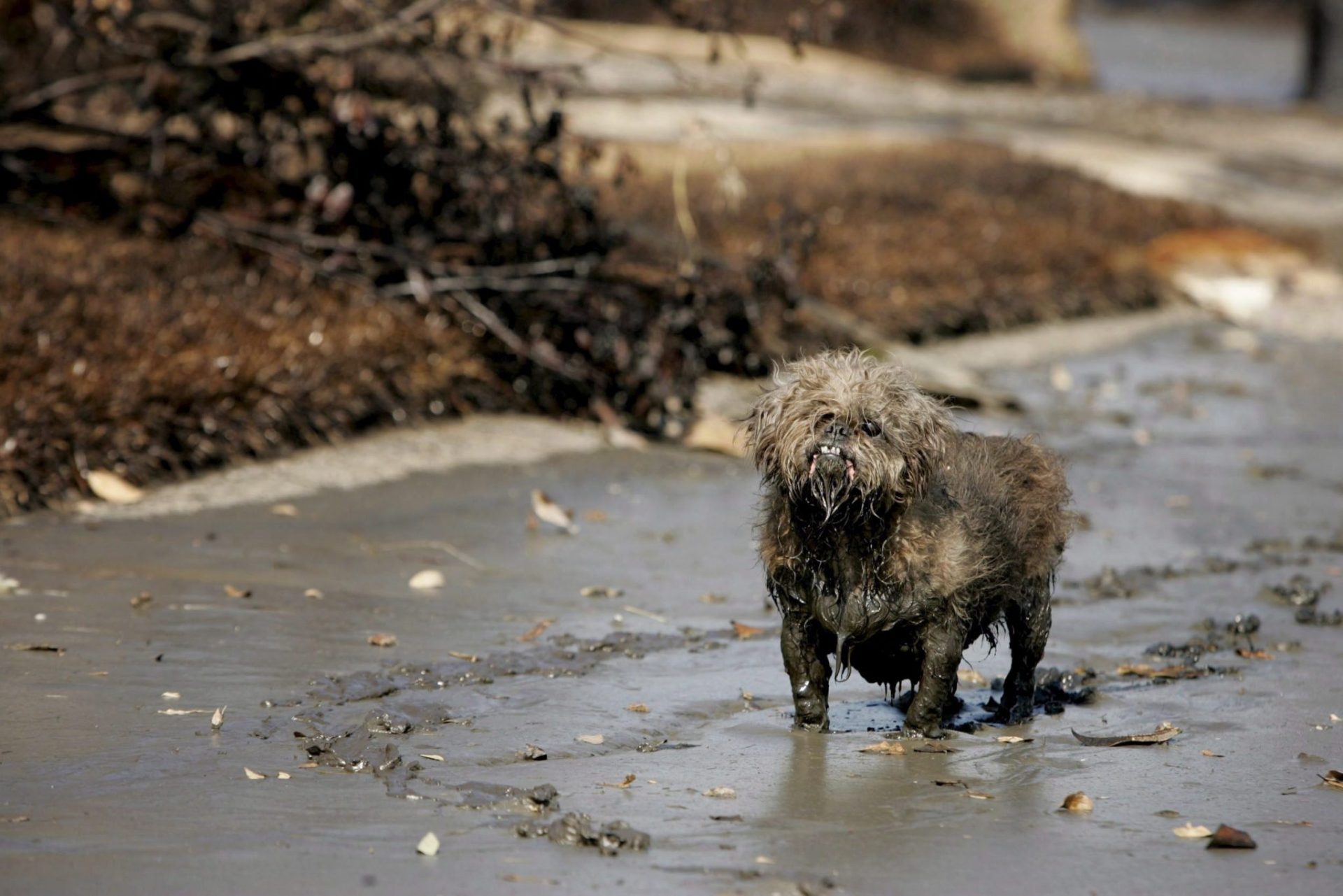 Un perro en una calle inundada de petróleo procedente de una refinería tras el paso del Katrina.