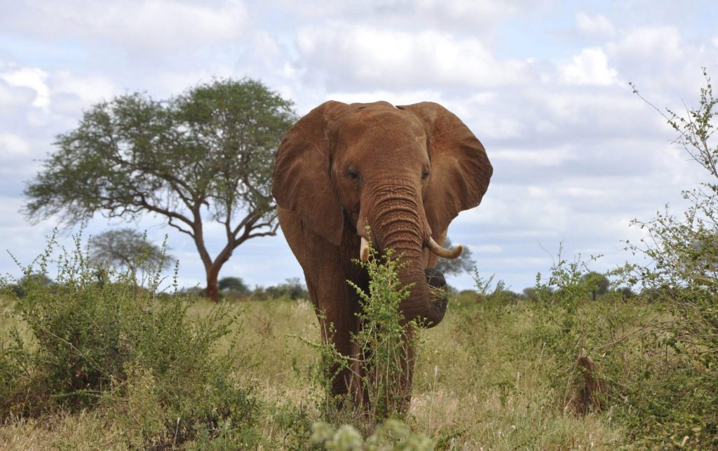 Un elefante del Parque Nacional de Tsavo.