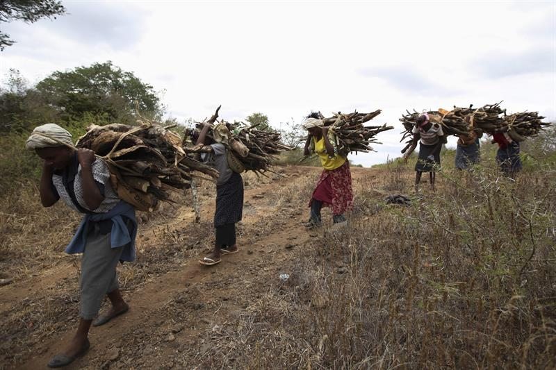 Unas mujeres recogiendo leña de manera legal, ya que se trata de ramas secas y trozos de árboles muertos, en el bosque de Kibwezi en Kenia.