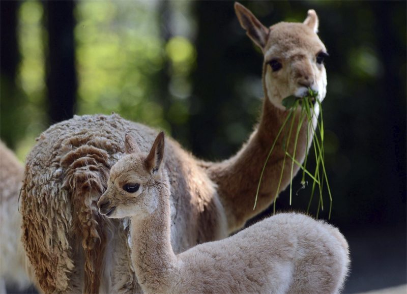Una pareja de llamas.