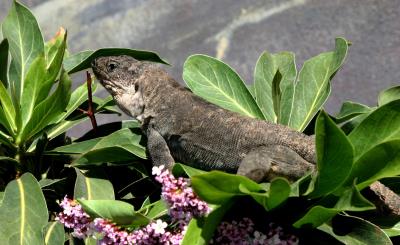 Un ejemplar de lagarto gigante sobre una siempreviva autóctona (limonium dendroides). EFE/Carlos Fernández