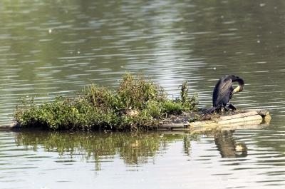 Un cormorán en las Lagunas de Salburúa.
