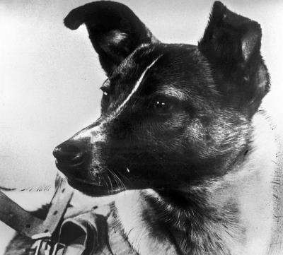 Imagen de "Laika", primer perro que voló al cosmos.