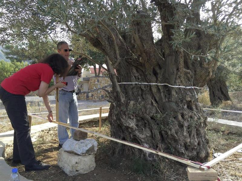 Trabajos para datar los olivos de la cuenca del río Jordán.