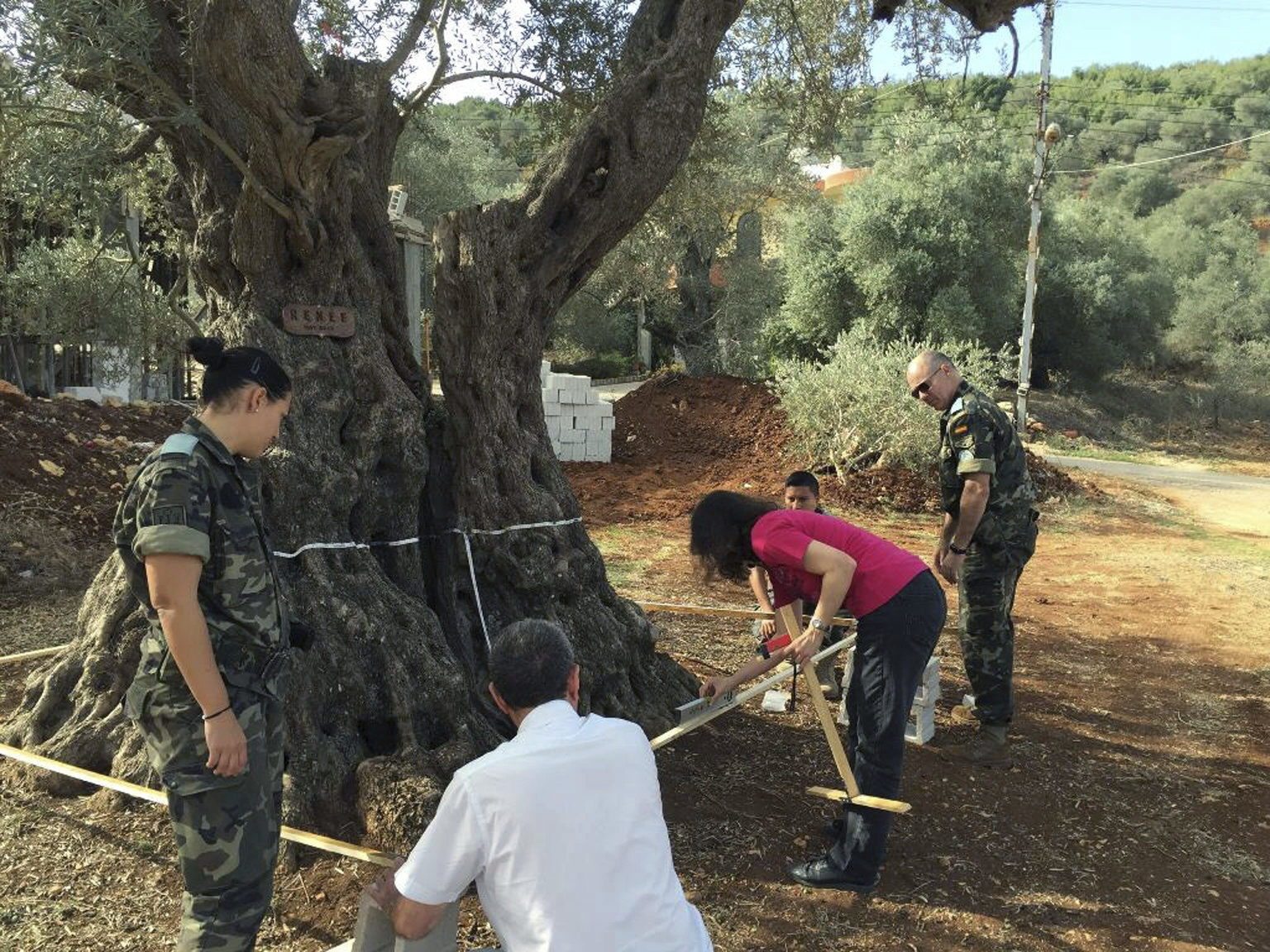 Soldados españoles ayudan en el proyecto científico de localizar el olivo más antiguo del país.