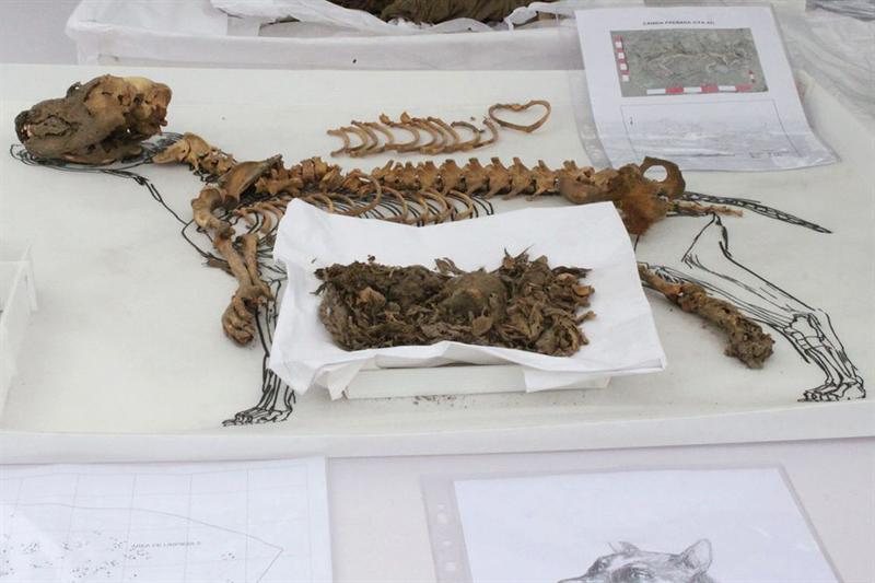 Fotografía cedida por el Parque de las Leyendas de los restos de perros de más de 1.000 años de antigüedad, encontrados en el complejo arqueológico Maranga, ubicado dentro del zoológico "Parque de las Leyendas", de Lima.