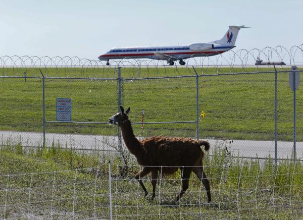  Cabras, ovejas, llamas y burros pacen tranquilamente este jueves en los alrededores del aeropuerto internacional O'Hare de Chicago, Illinois. EFE/Kamil Krzaczynski 